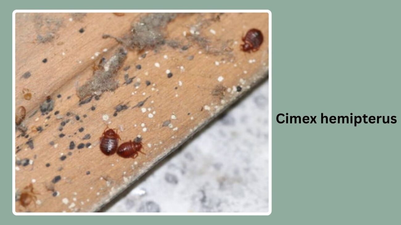 Cimex hemipterus