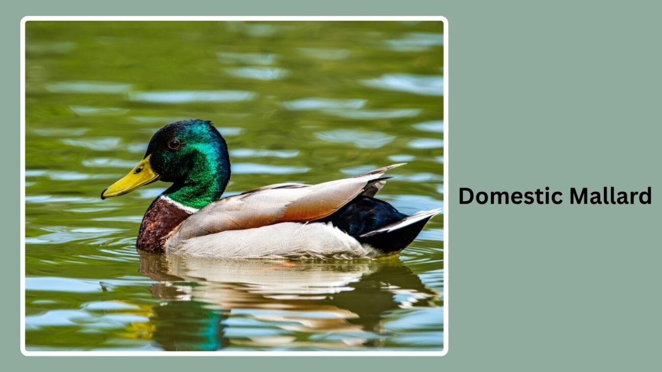 Domestic Mallard