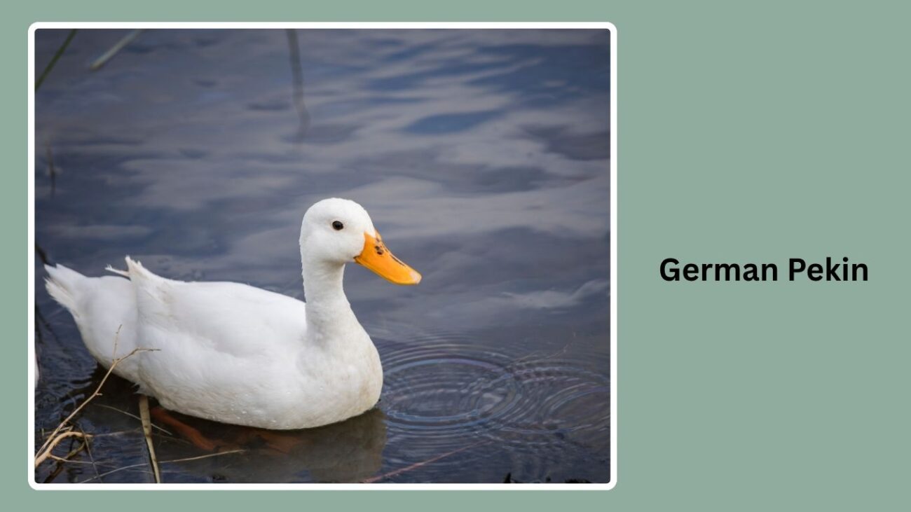 German Pekin