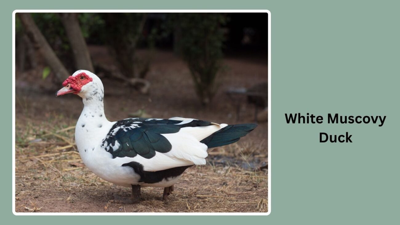 White Muscovy Duck