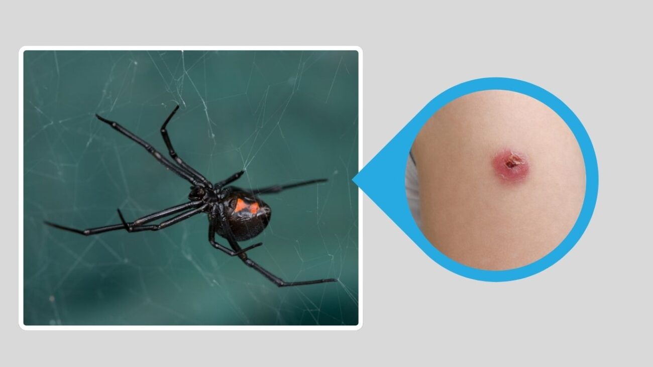 Western Black Widow