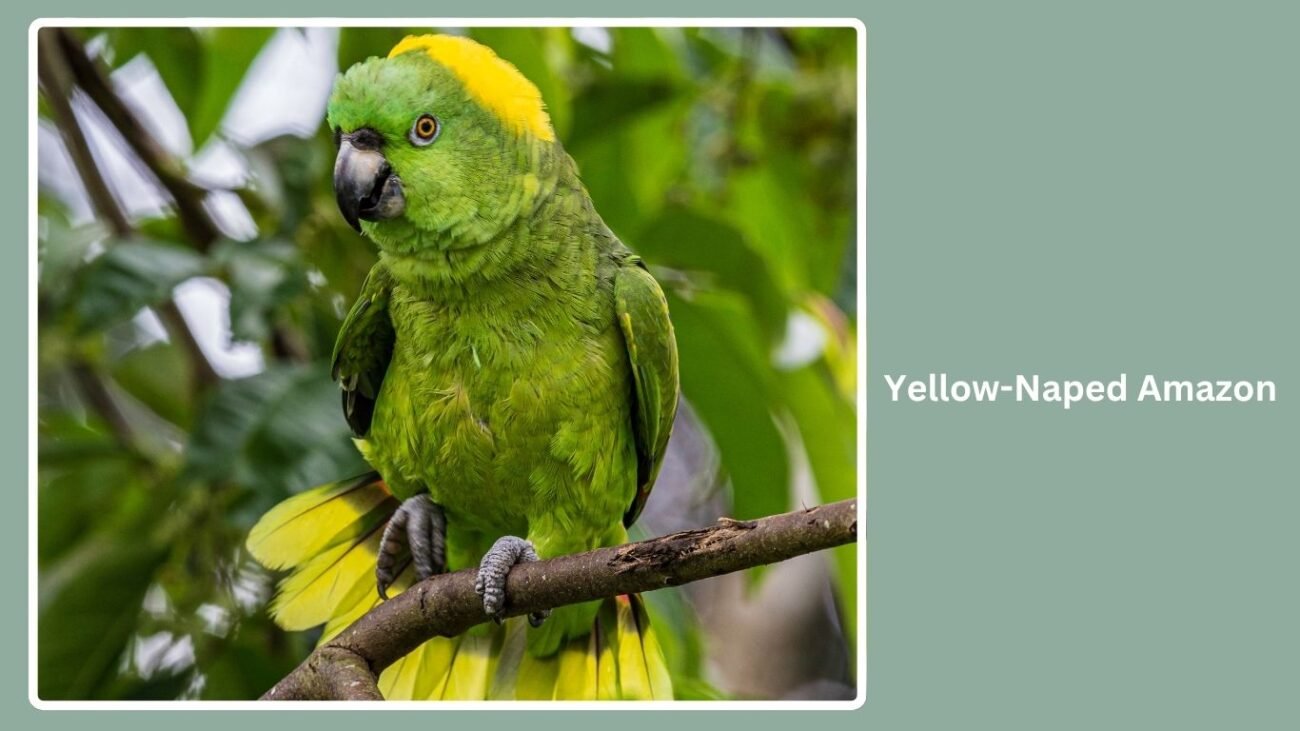 Yellow-Naped Amazon