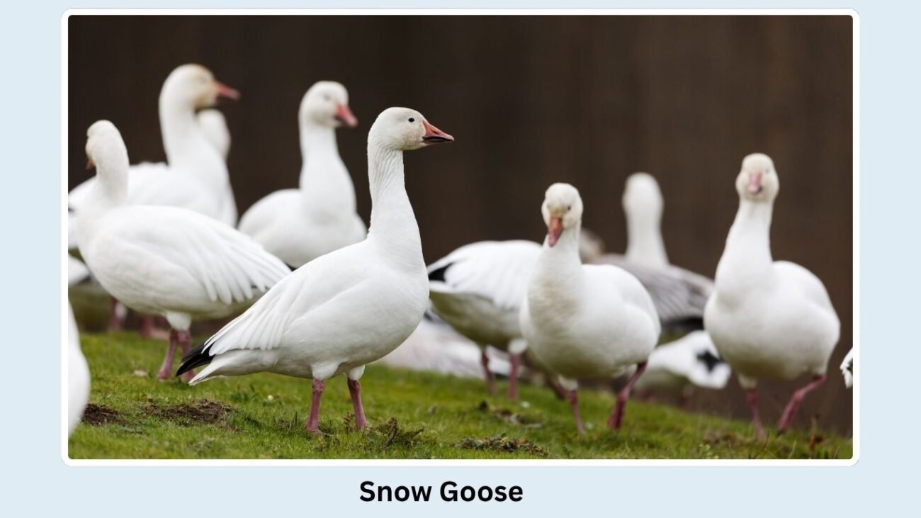 Snow Goose