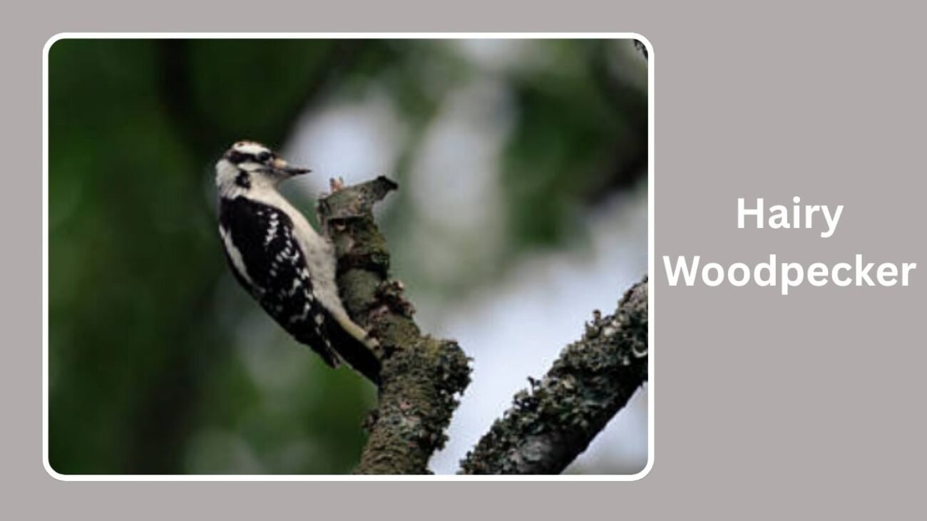 Hairy Woodpecker