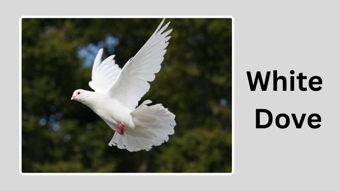 White Dove