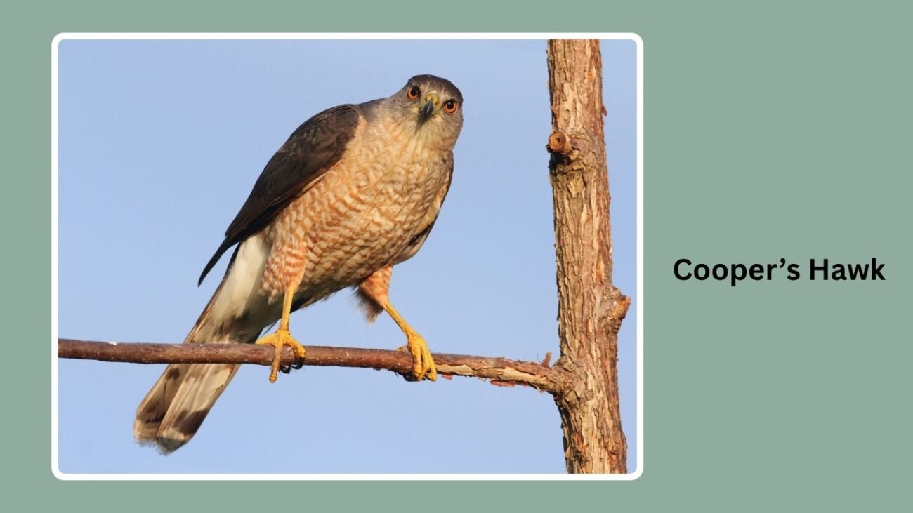 Cooper’s Hawk