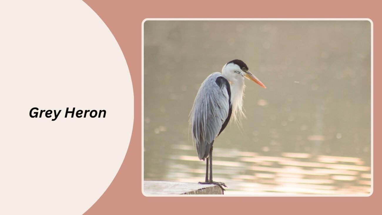 Grey Heron