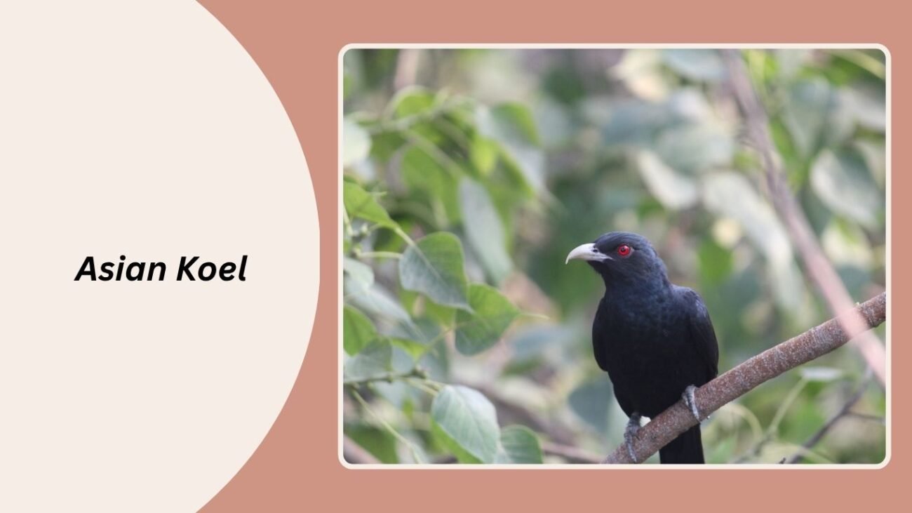 Asian Koel