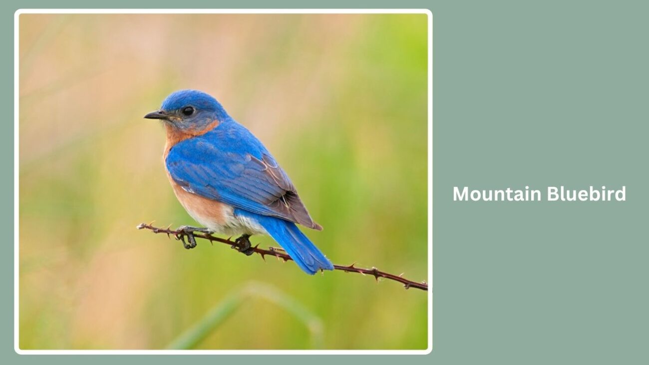 Mountain Bluebird