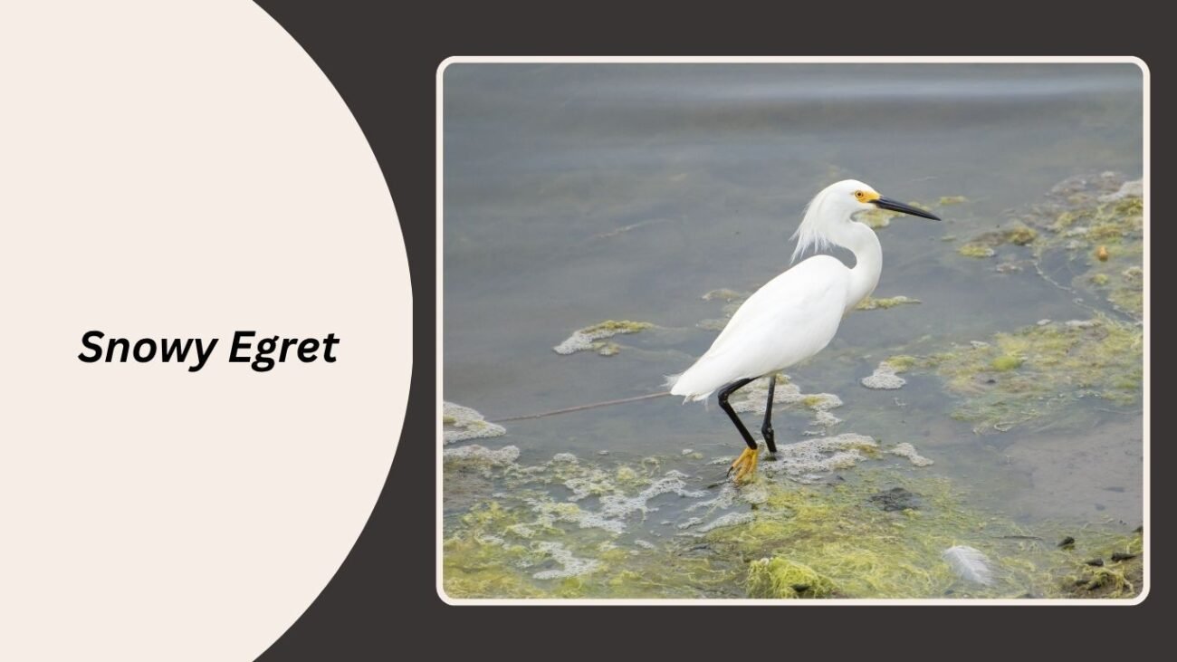 Snowy Egret