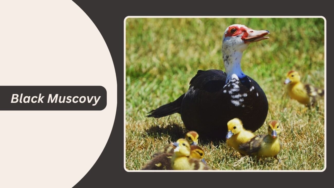 Black Muscovy Duck