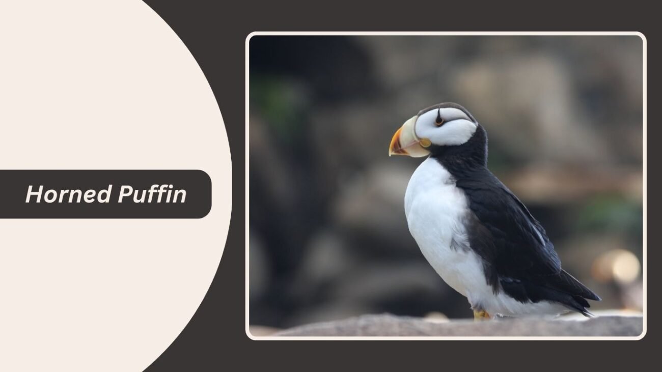 Horned Puffin