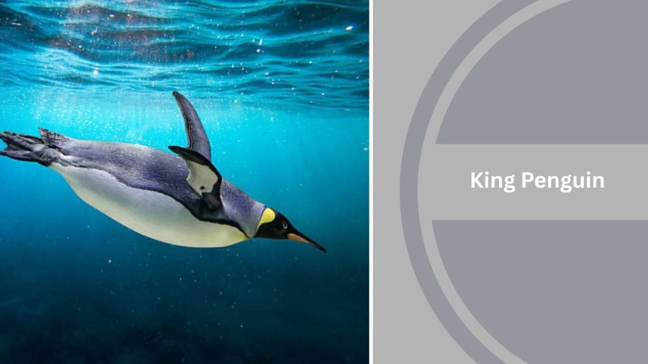 King Penguin