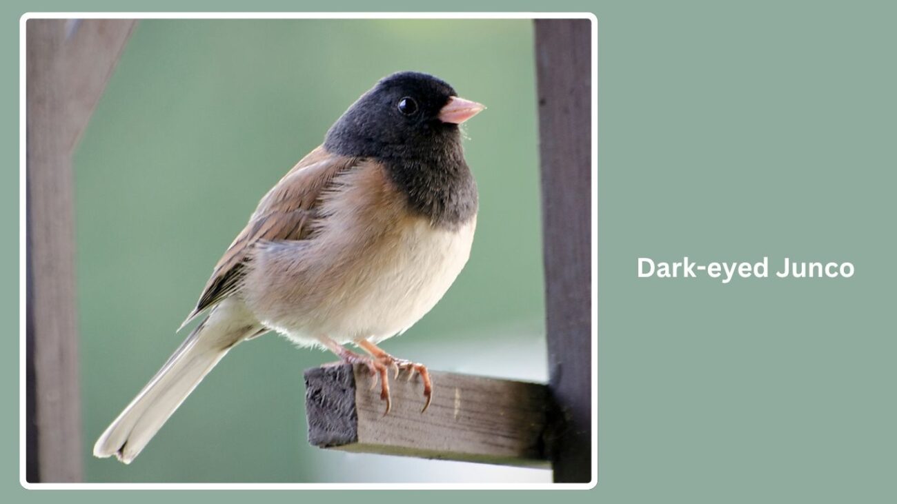 Dark-eyed Junco