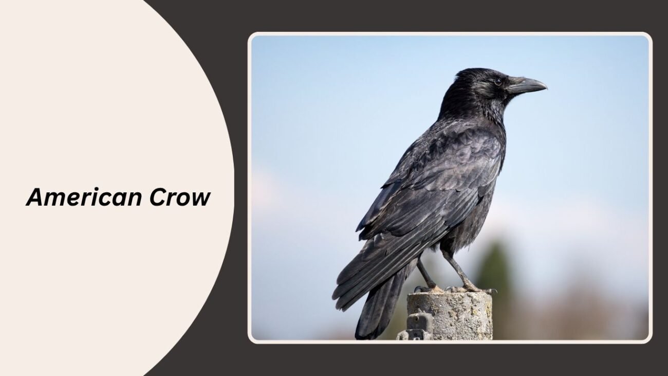 Bismarck Crow