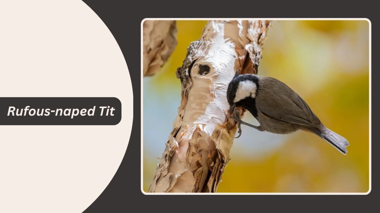 Rufous-naped Tit