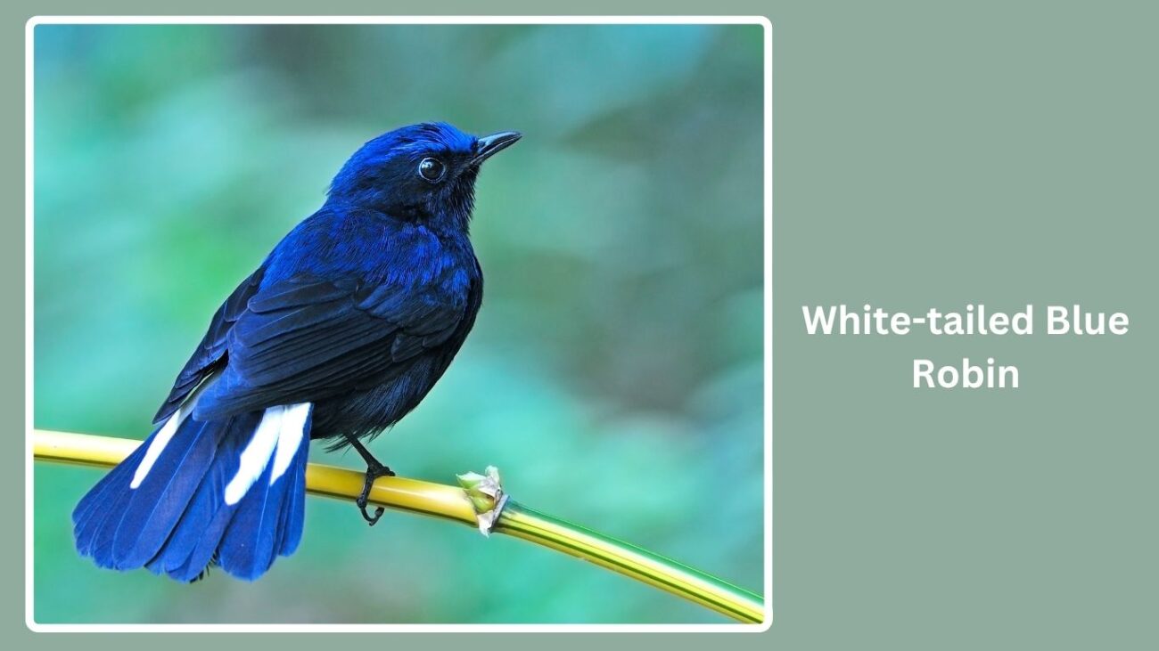 White-tailed Blue Robin