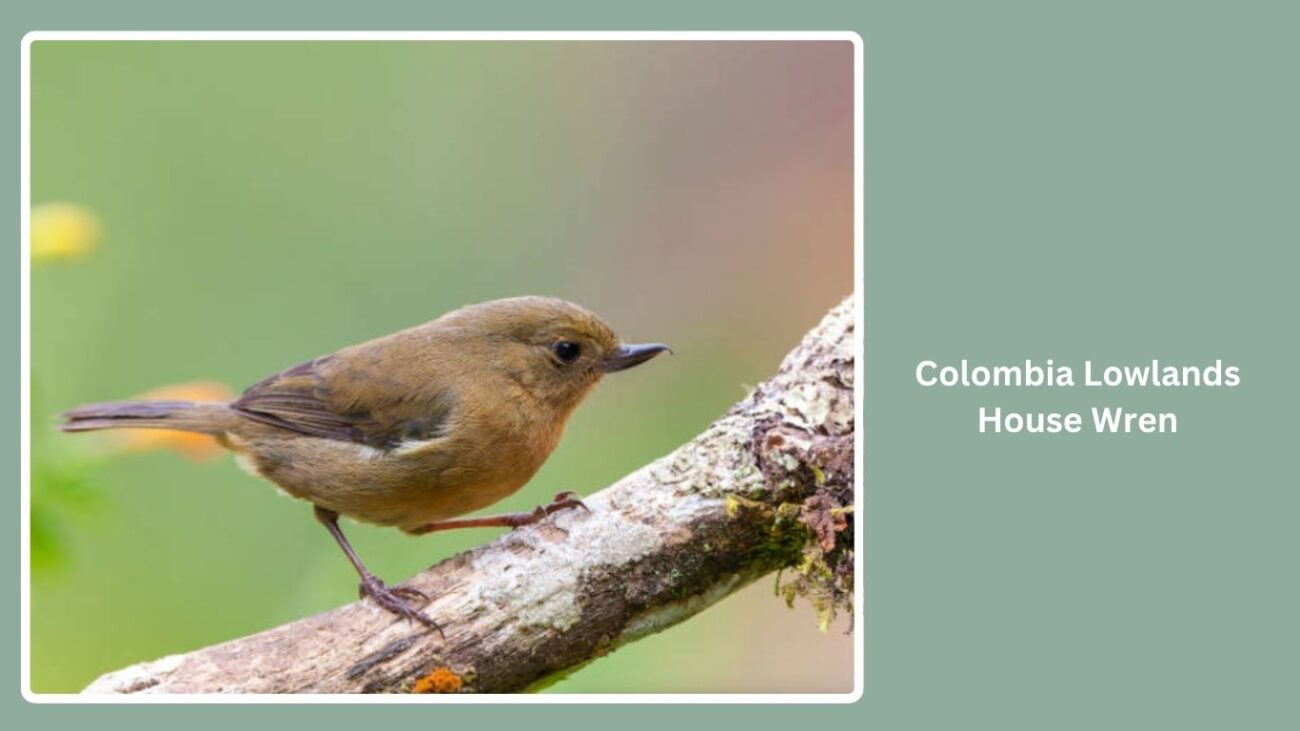 Colombia Lowlands House Wren