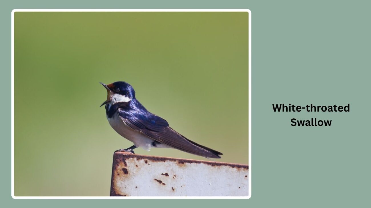 White-throated Swallow