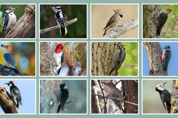 20 Common Woodpeckers of North America ID With Pictures