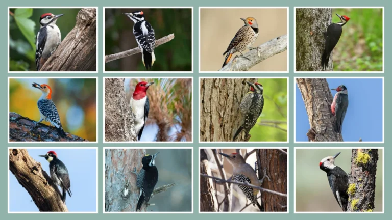 20 Common Woodpeckers of North America ID With Pictures