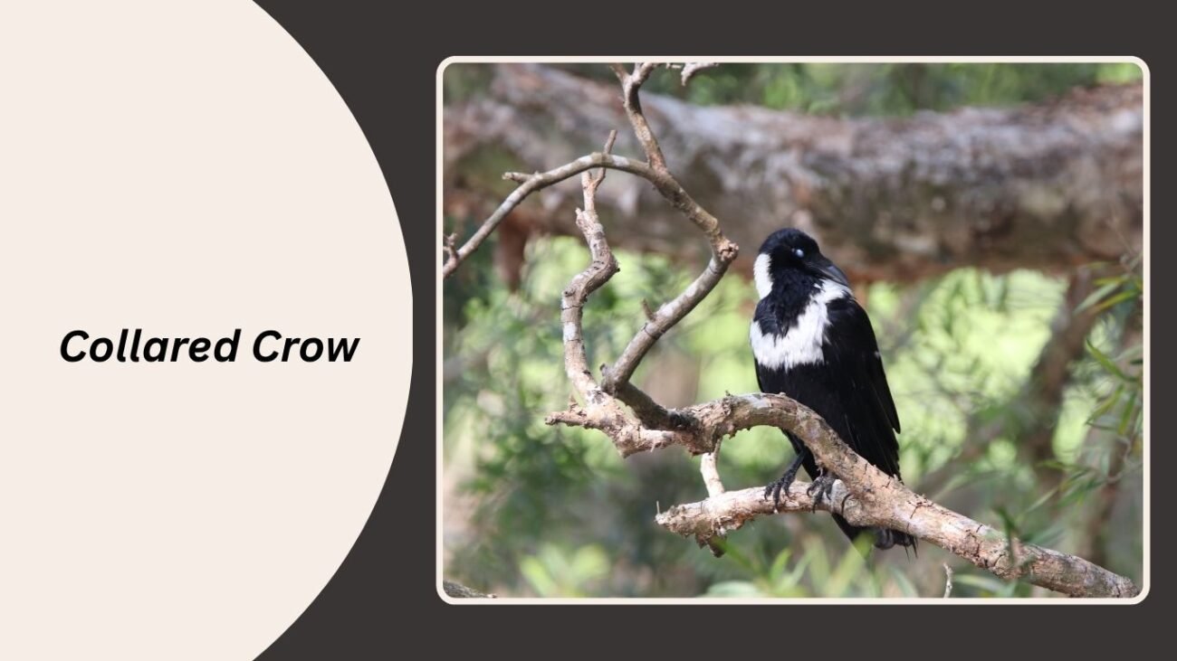 Collared Crow