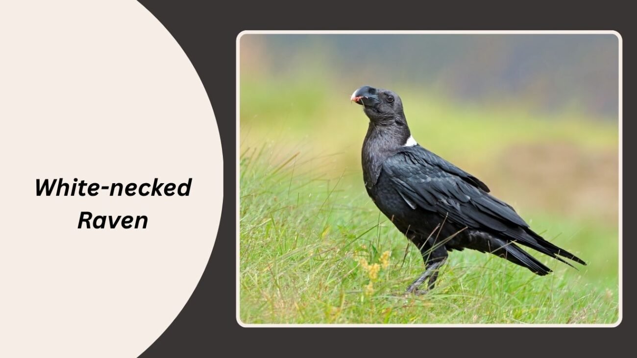 White-necked Raven