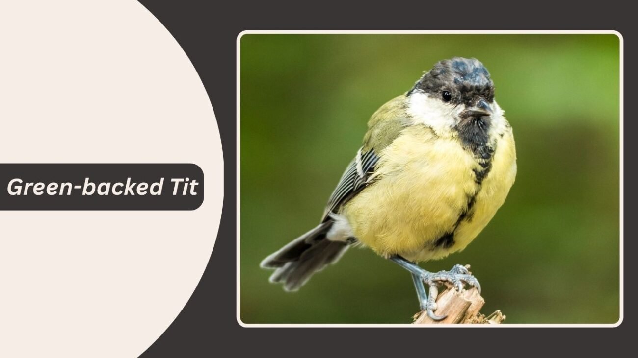 Green-backed Tit