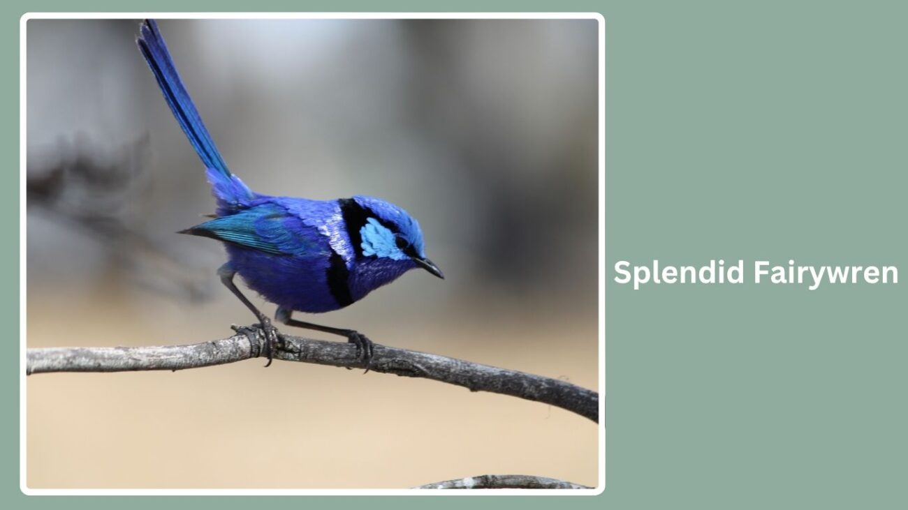 Splendid Fairywren