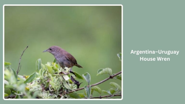 Wren Types All Types of House Wrens: Identification By Name & Picture