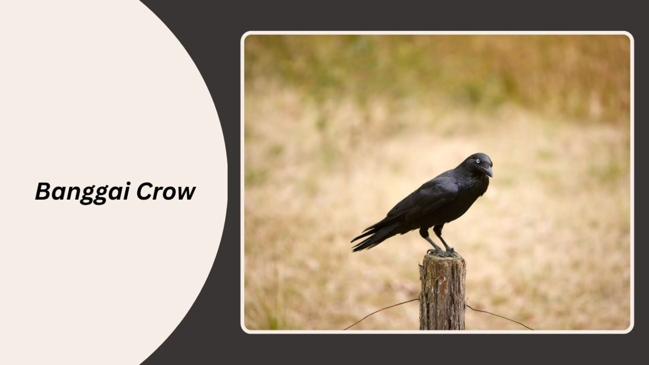 Banggai Crow