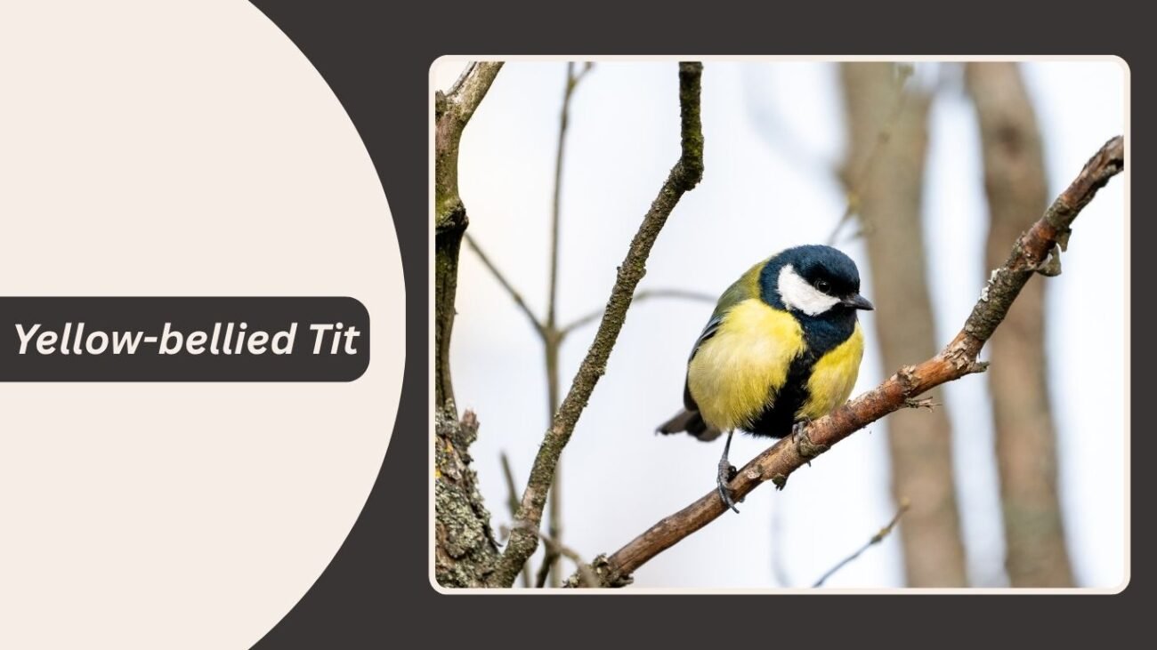 Yellow-bellied Tit
