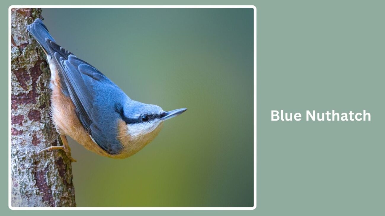 Blue Nuthatch