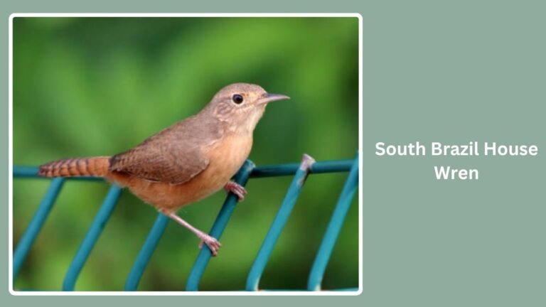 Wren Types All Types of House Wrens: Identification By Name & Picture