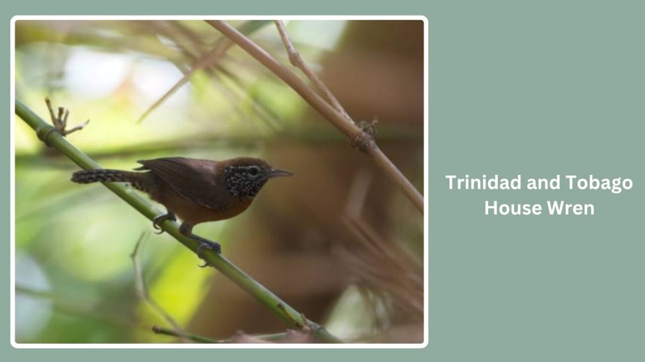 Trinidad and Tobago House Wren