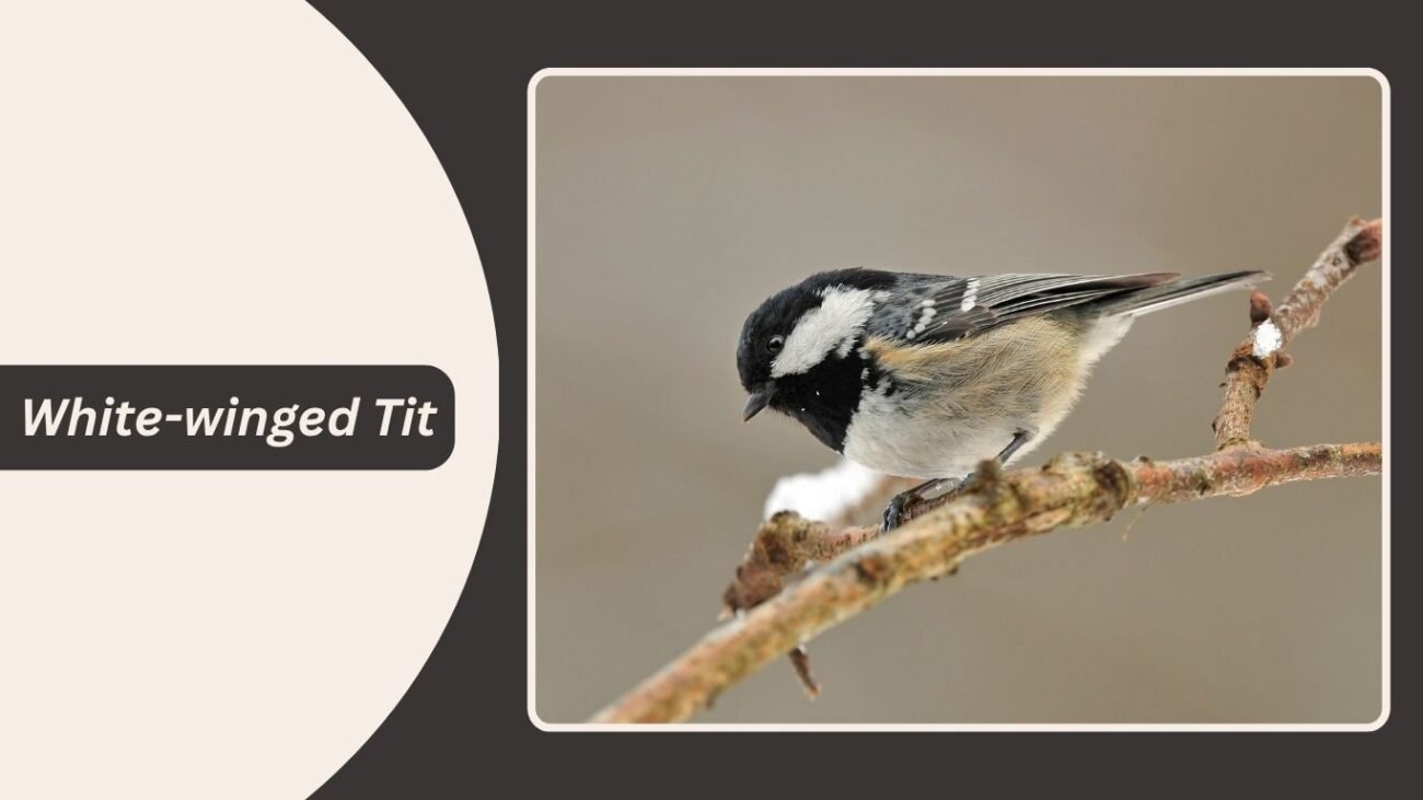 White-winged Tit