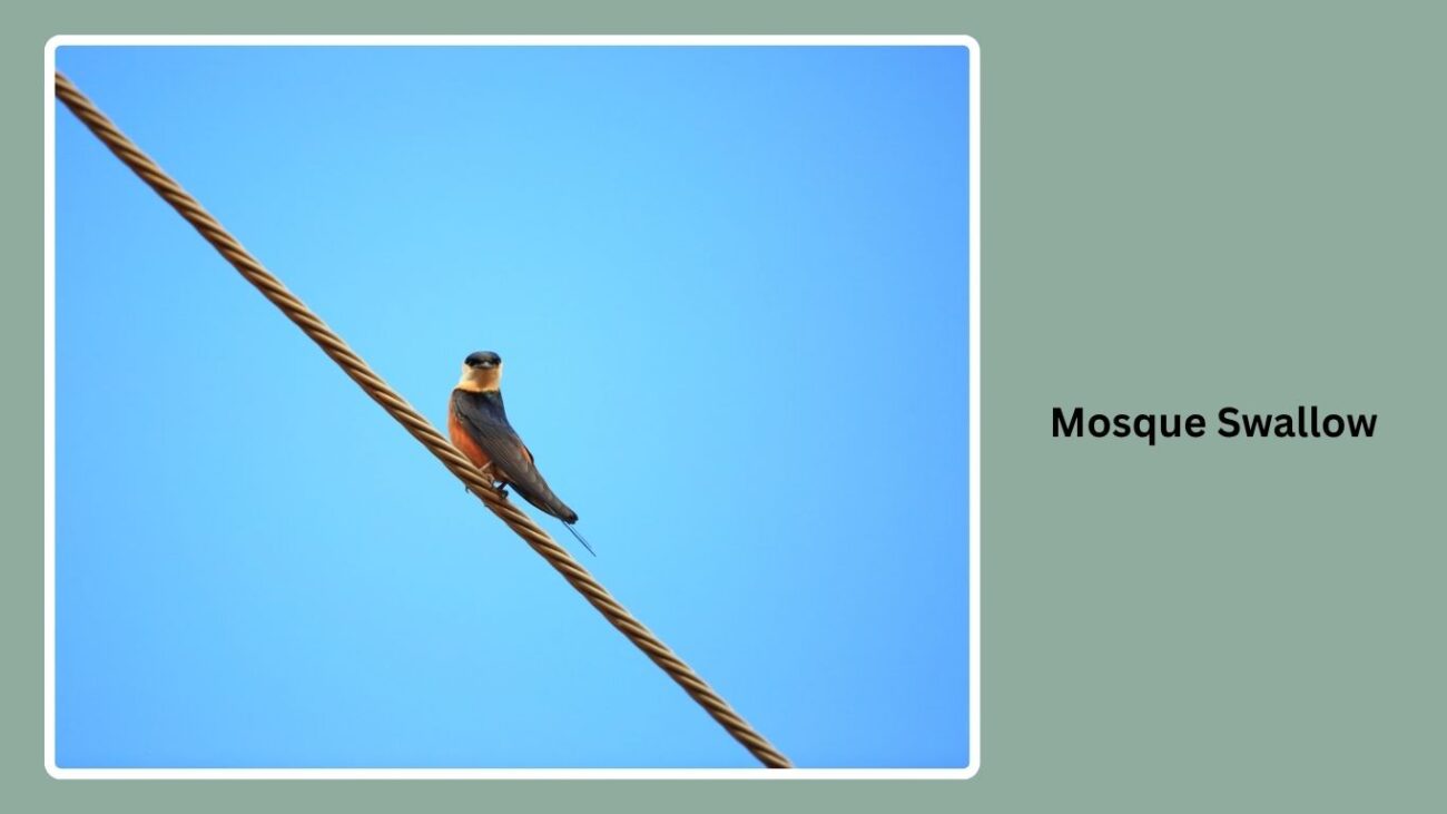 Mosque Swallow