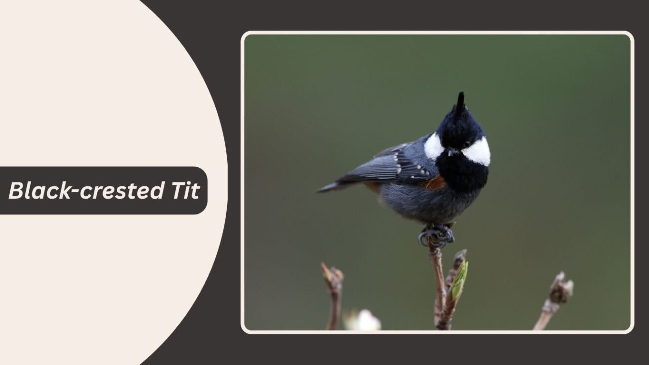 Black-crested Tit