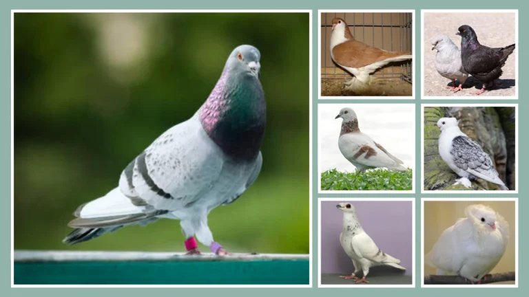25 Common Types of Pigeons: Identification with Images 