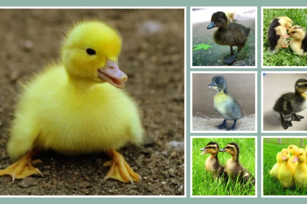 25 types of ducklings (baby ducks) Identification with Images 