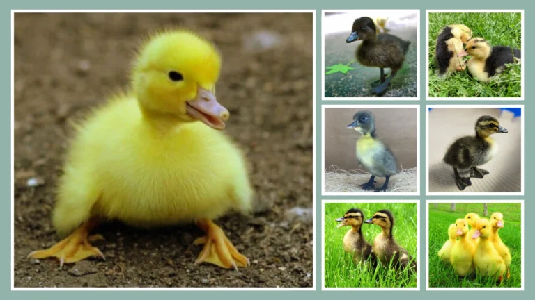 25 types of ducklings (baby ducks) Identification with Images 