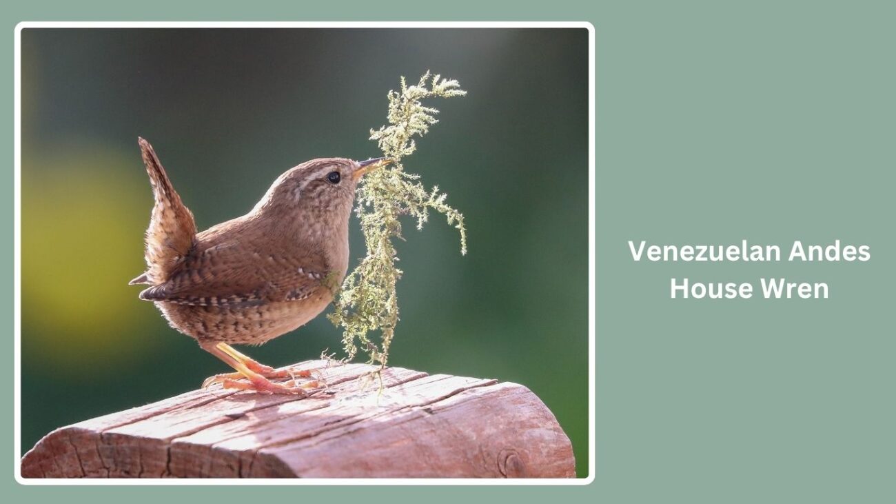 Venezuelan Andes House Wren