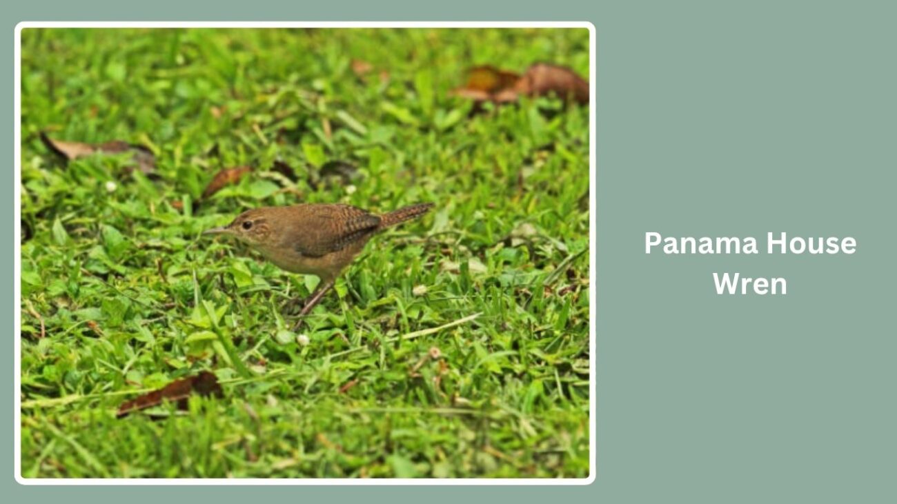 Panama House Wren