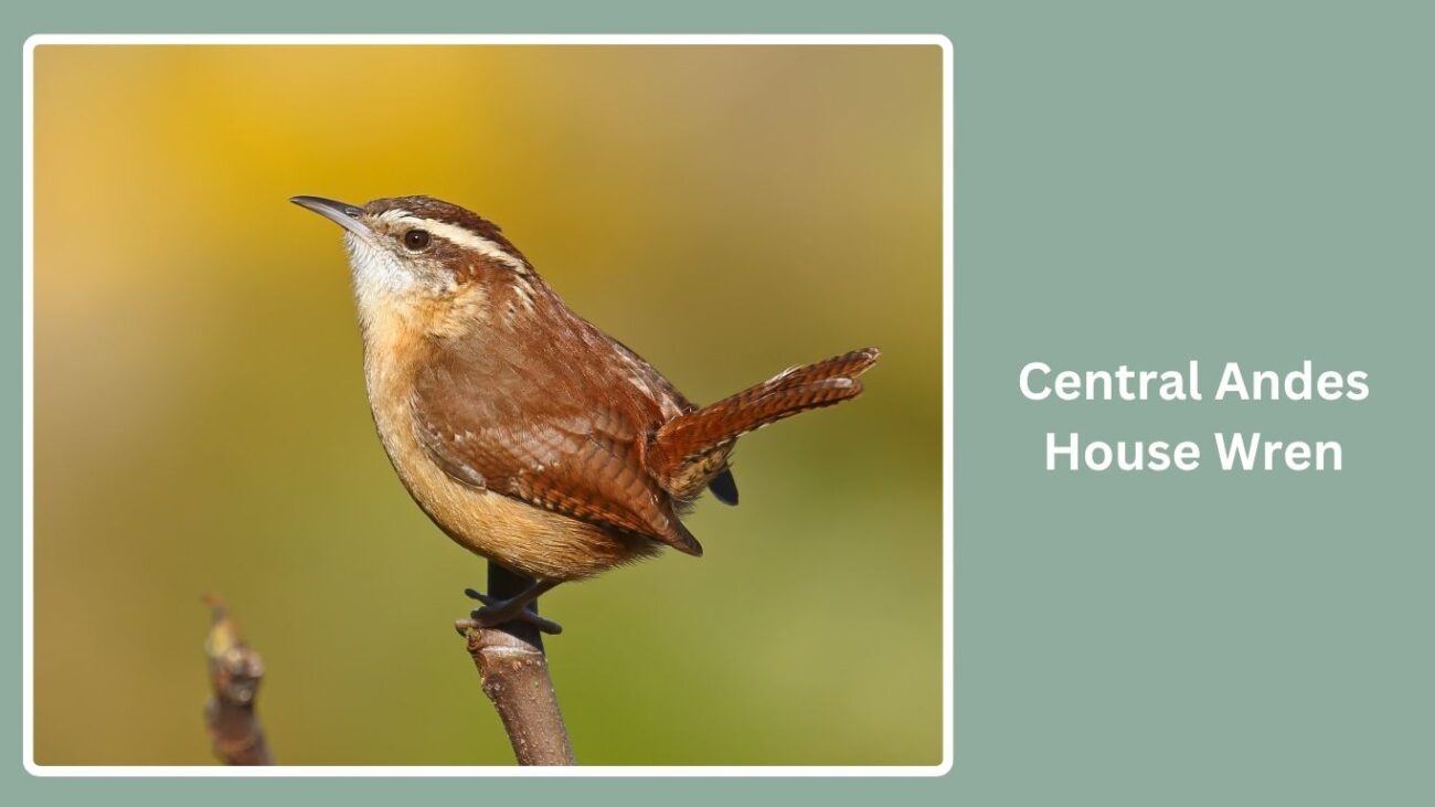 Central Andes House Wren