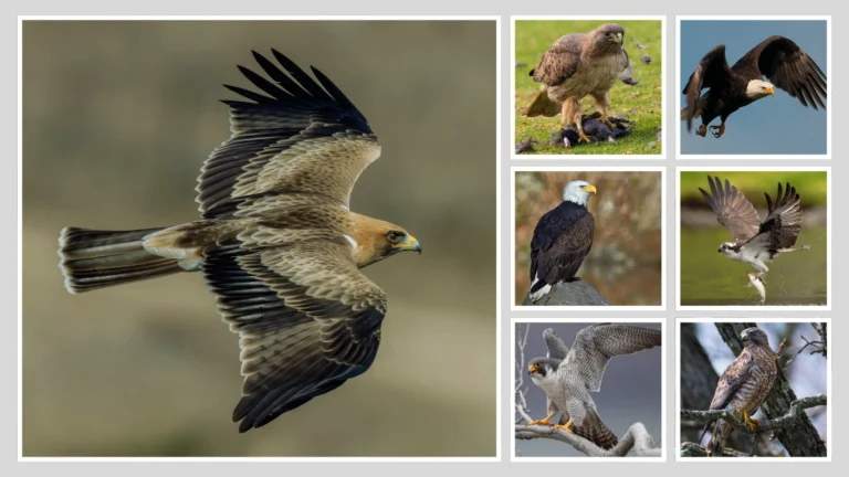 28 Types of Raptors (Birds of Prey) Identification with Pictures