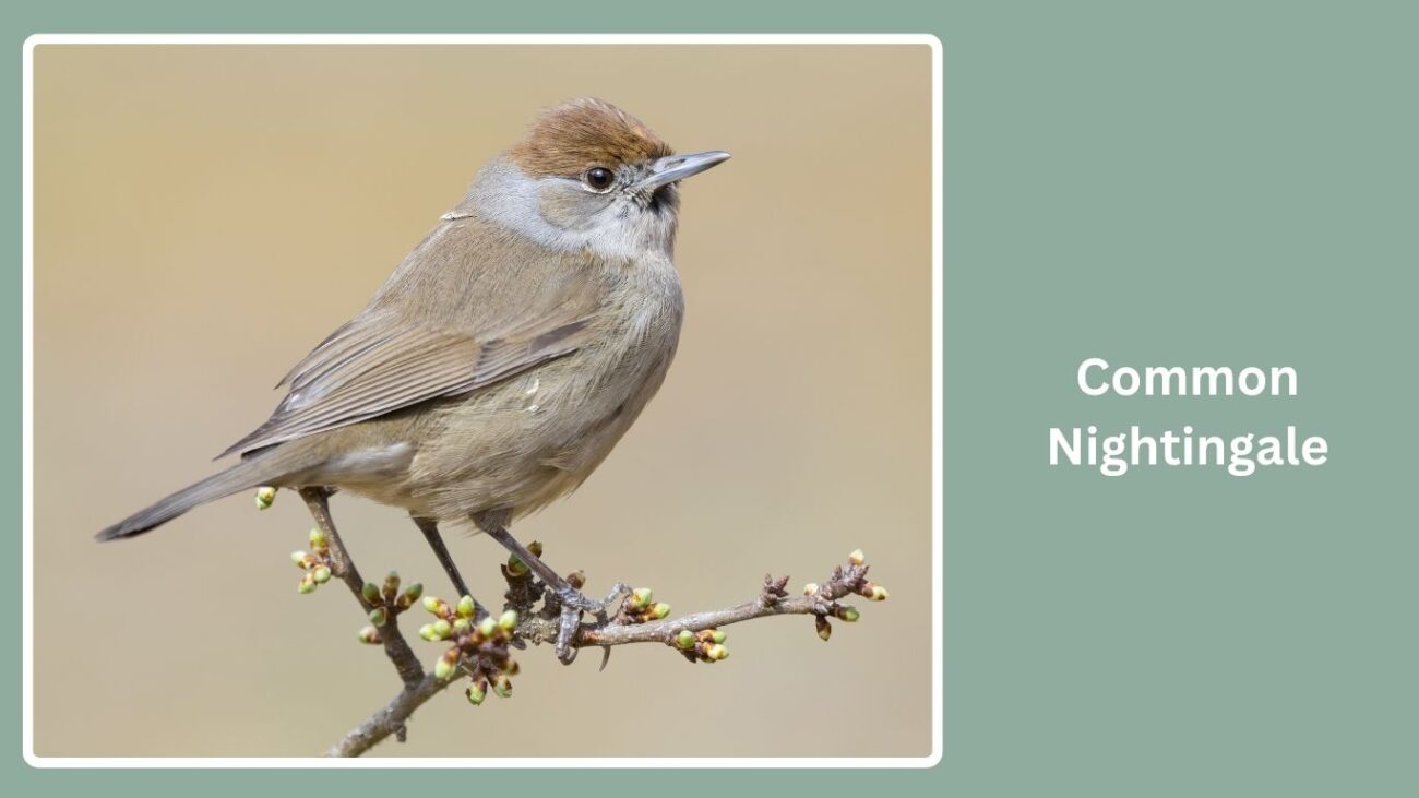 Common Nightingale