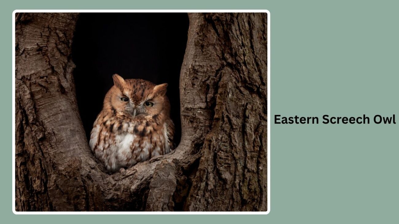 Eastern Screech Owl