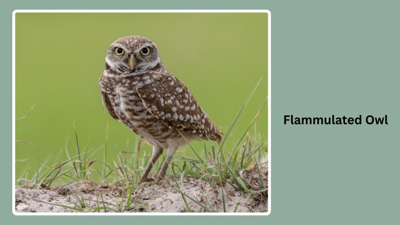 Flammulated Owl