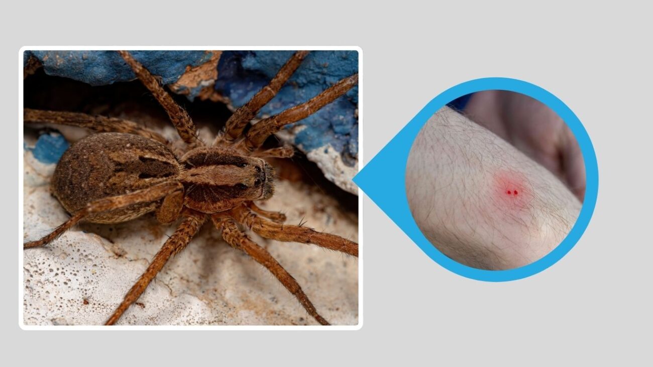 Hogna aspersa