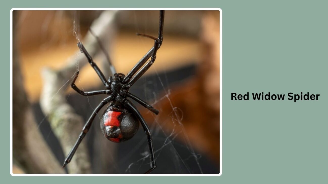 Red Widow Spider